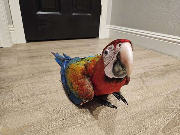rare-bird-for-sale-in-fairfield-ca