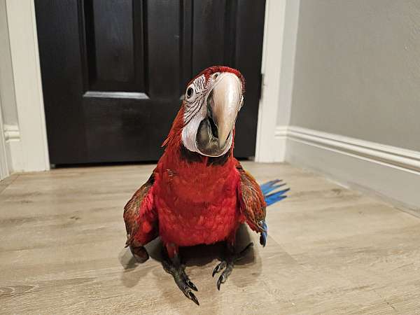hybrid-macaw-for-sale