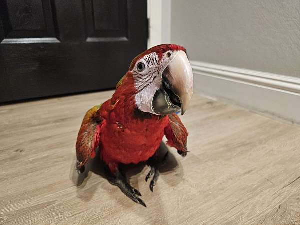 hybrid-macaw-for-sale-in-fairfield-ca