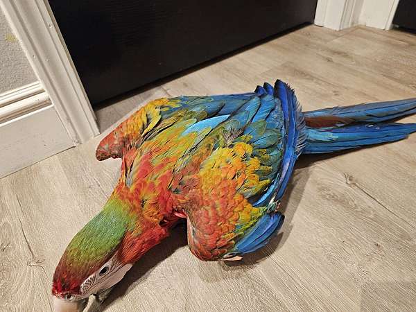 bird-for-sale-in-fairfield-ca