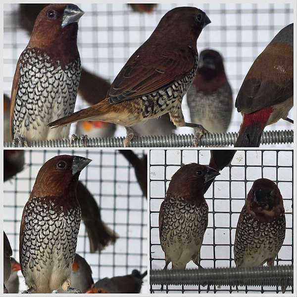 spice-finch-for-sale-in-minneapolis-mn
