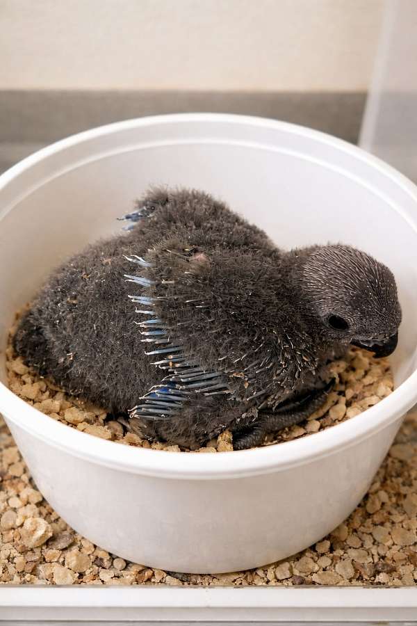 rescue-bird-for-sale-in-hutto-tx
