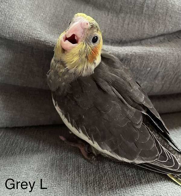 grey-bird-for-sale-in-chester-nh