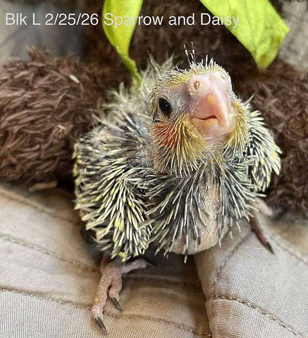 albino-bird-for-sale-in-chester-nh