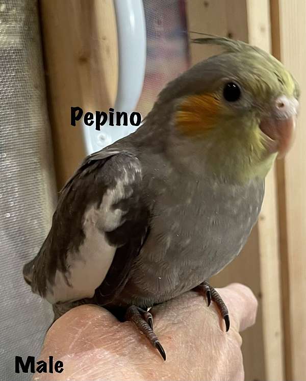 yellow-bird-for-sale-in-chester-nh