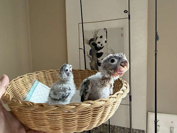 green-cheek-conure-for-sale-in-pasadena-md