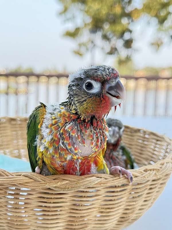 baby-bird-for-sale-in-pasadena-md