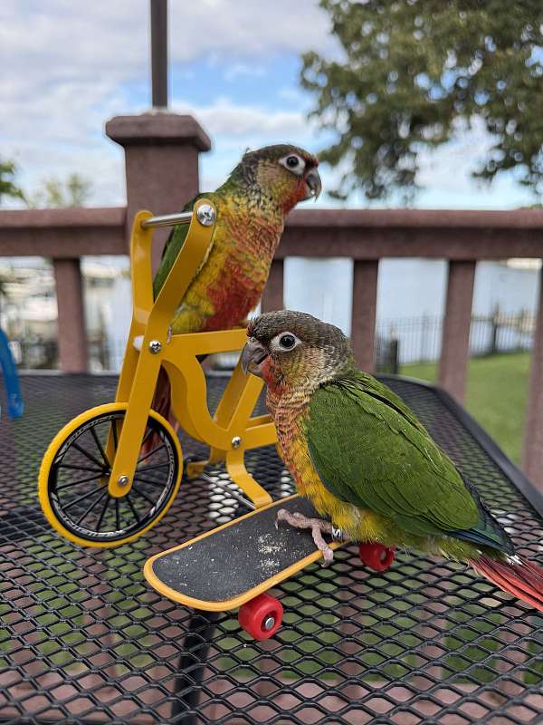 conure-for-sale-in-pasadena-md