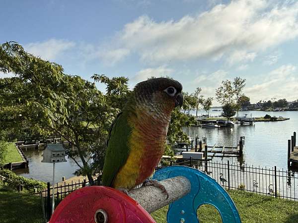 green-bird-for-sale-in-pasadena-md