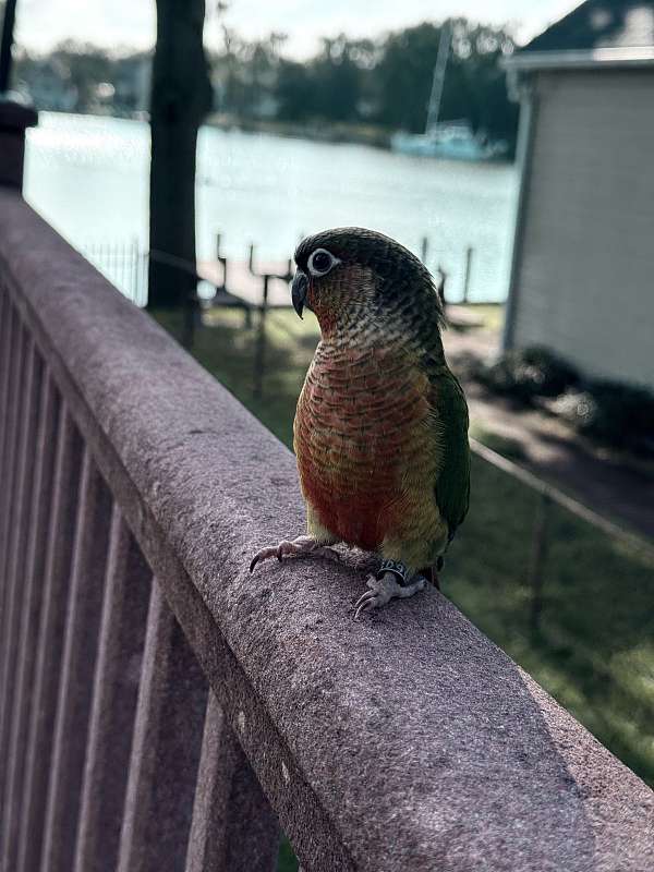 pineapple-bird-for-sale-in-pasadena-md