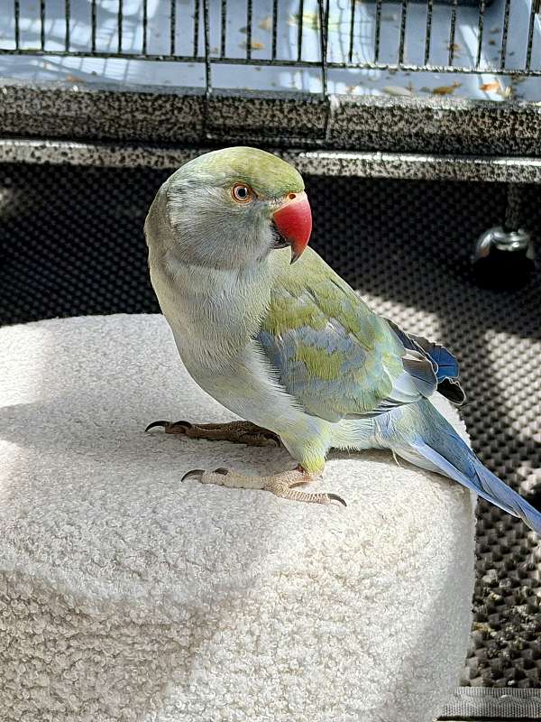 ringneck-parakeet-for-sale