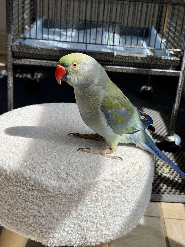 ringneck-parakeet-for-sale-in-stafford-va