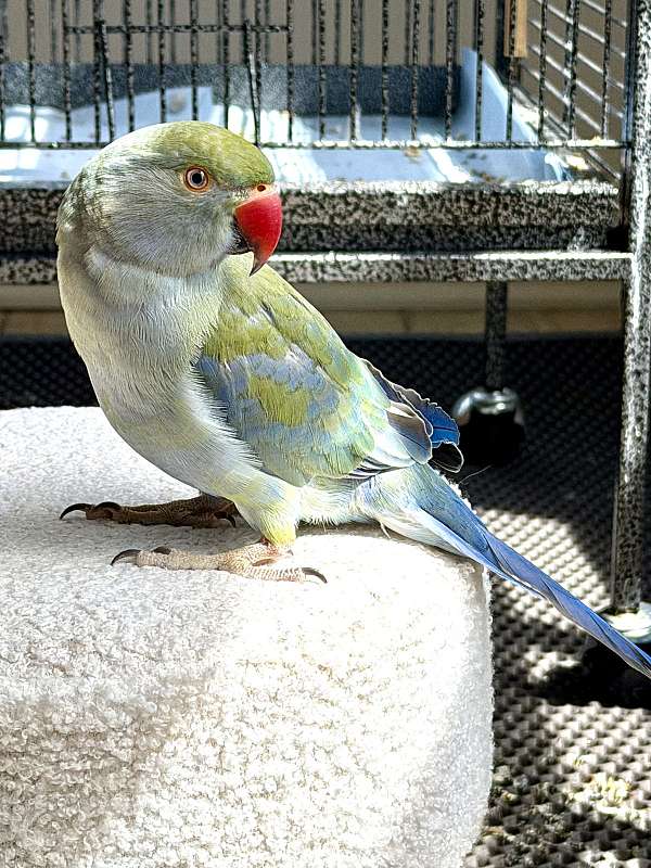 talking-tame-bird-for-sale-in-stafford-va