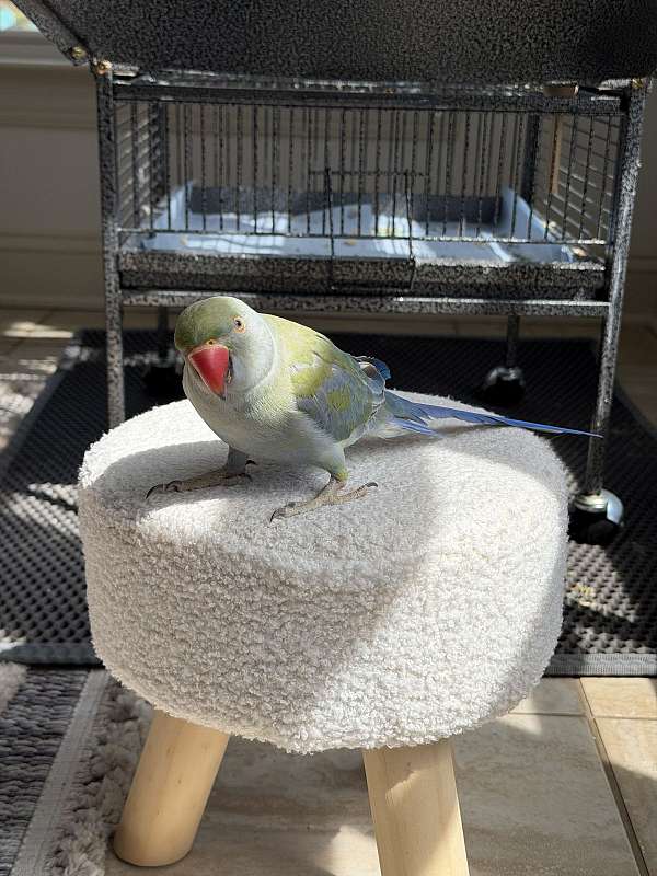 bird-for-sale-in-stafford-va