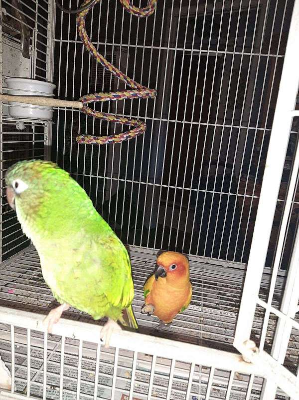 conure-for-sale-in-placerville-ca