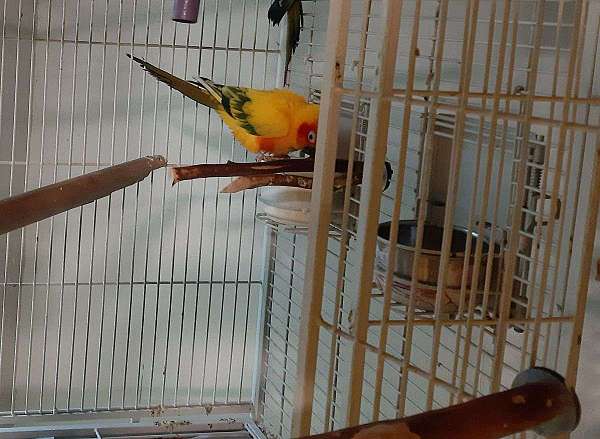 orange-bird-for-sale-in-placerville-ca