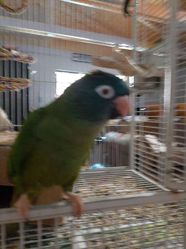 bonded-pair-bird-for-sale-in-placerville-ca