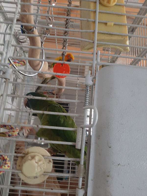 cute-bird-for-sale-in-placerville-ca