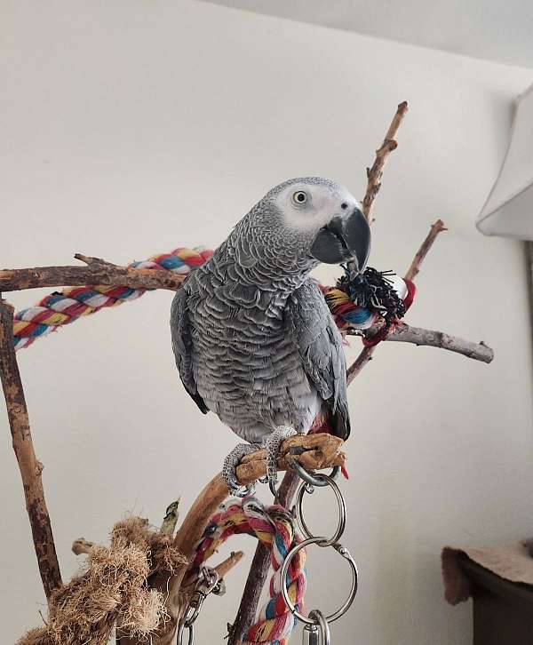 congo-african-grey-parrot-for-sale