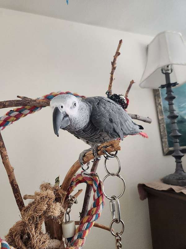 grey-red-congo-african-grey-parrot-for-sale