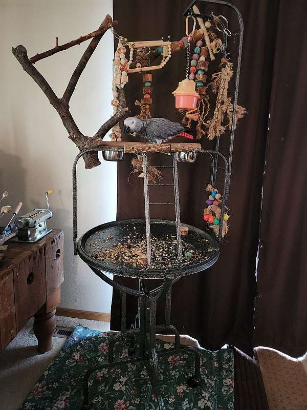 grey-red-bird-for-sale
