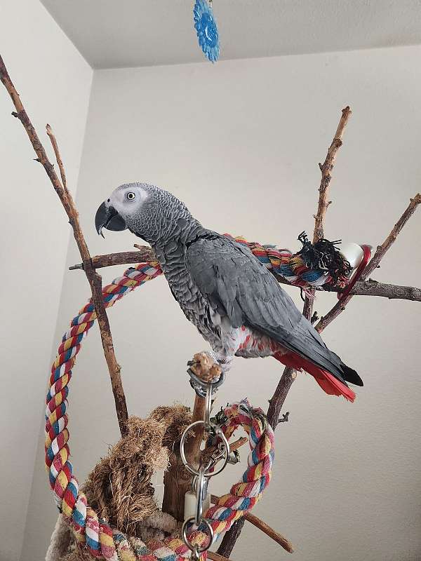 medium-bird-for-sale