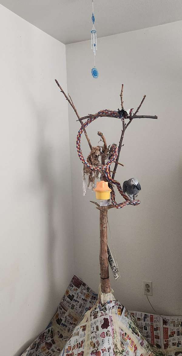 medium-grey-red-bird-for-sale