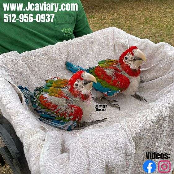 blue-purple-bird-for-sale-in-austin-tx