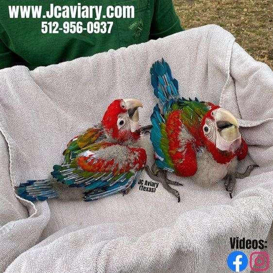 green-grey-caique-for-sale