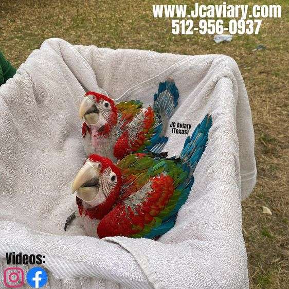green-grey-lory-for-sale
