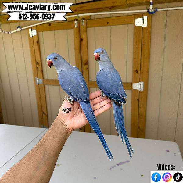 ringneck-parakeet-for-sale