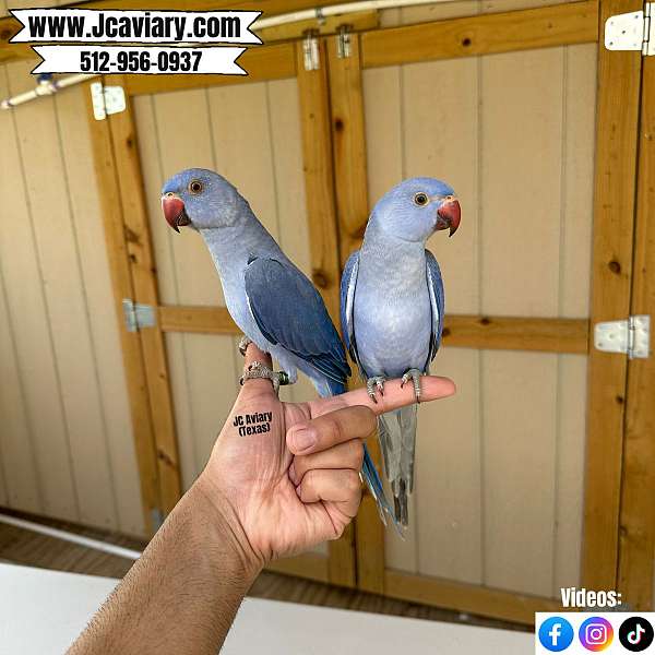 purple-ringneck-parakeet-for-sale