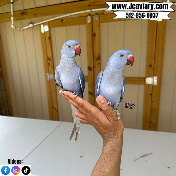 ringneck-parakeet-for-sale-in-austin-tx