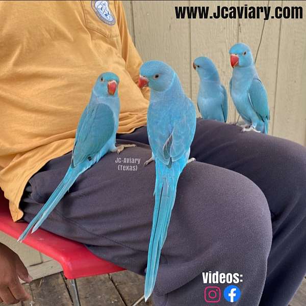 ringneck-parakeet-for-sale