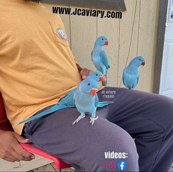 blue-ringneck-parakeet-for-sale