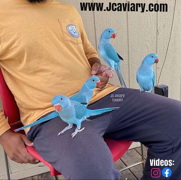 ringneck-parakeet-for-sale-in-austin-tx