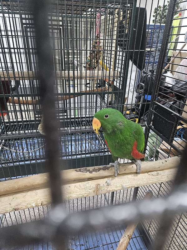 eclectus-parrots-for-sale