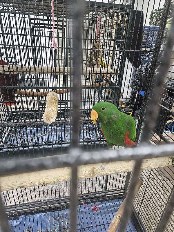 eclectus-parrots-for-sale-in-las-vegas-nv