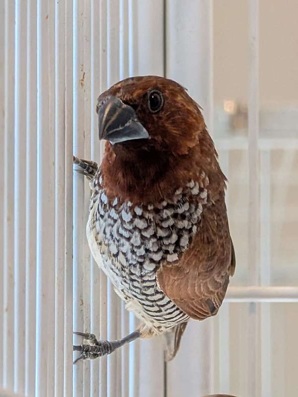 mixed-spice-finch-for-sale