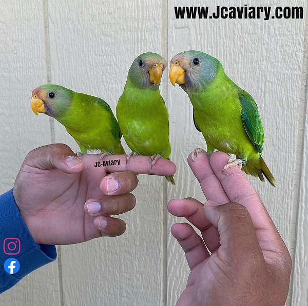green-red-plum-head-parakeet-for-sale