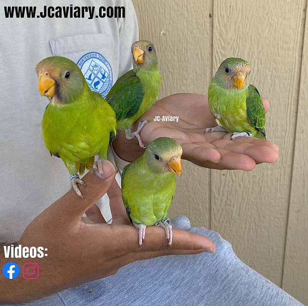 plum-head-parakeet-for-sale-in-austin-tx