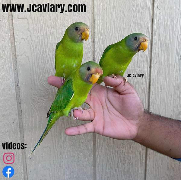 quiet-plum-head-parakeet-for-sale