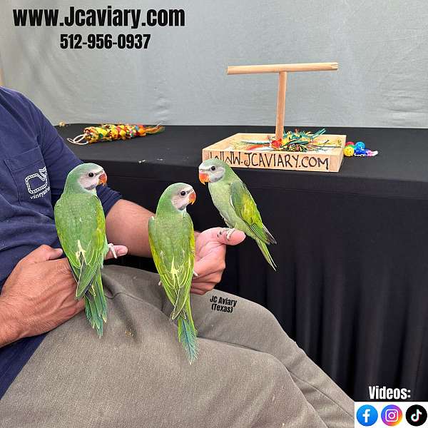 parakeet-for-sale