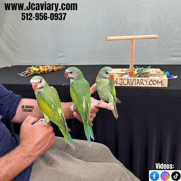 black-parakeet-for-sale