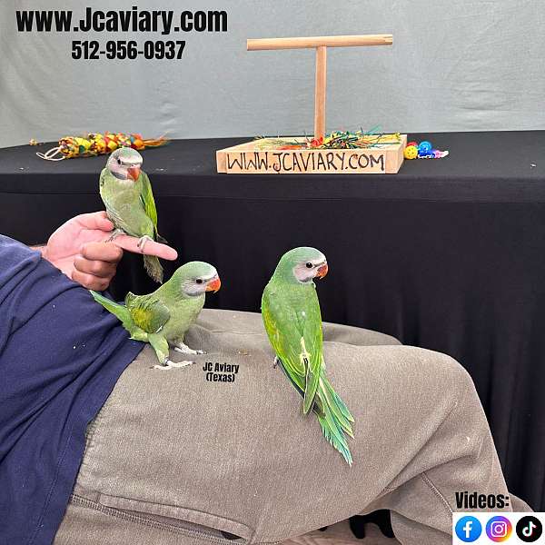 blue-parakeet-for-sale