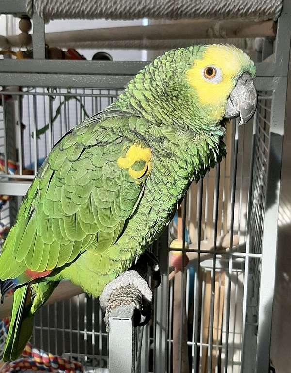 Blue Fronted Amazon Key West
