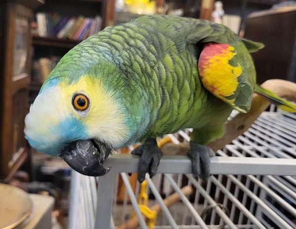 amazon-parrot-for-sale