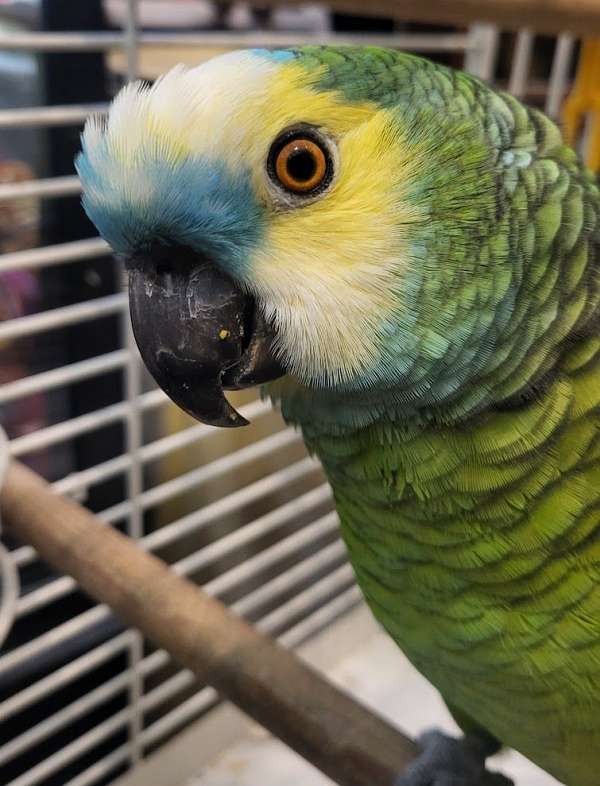 amazon-parrot-for-sale-in-vista-ca