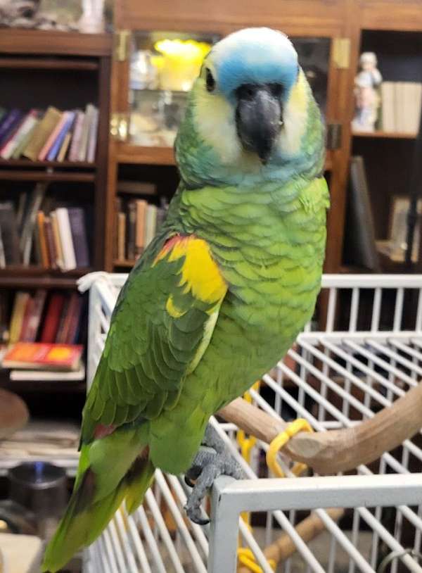 bird-for-sale-in-vista-ca