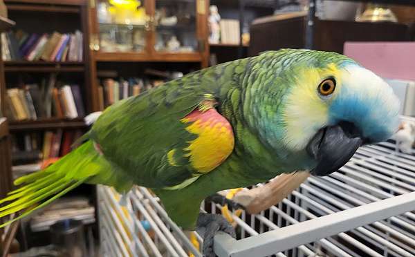 medium-bird-for-sale